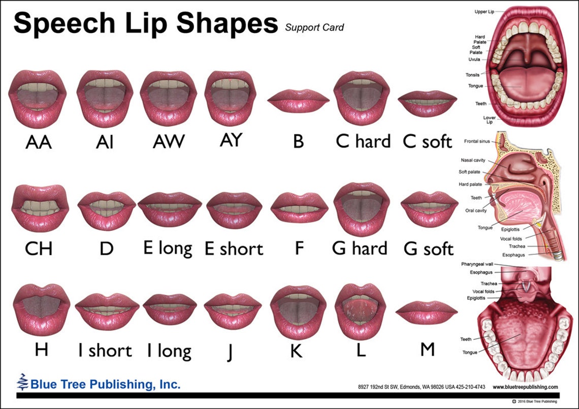 Speech Lip Shapes Anatomical Chart Etsy