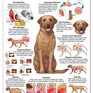 Blue Tree Publishing Dog 10 Health Concern Chart, Anatomy & Veterinary Physiology Canine - For Vet Nurses And Students,12 x 17inch