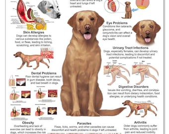 May include: An infographic poster with illustrations of common health concerns for dogs, including ear infections, heartworm disease, skin allergies, eye problems, urinary tract infections, dental problems, digestive disorders, obesity, parasites, and arthritis. The poster includes text describing each condition and tips for prevention.