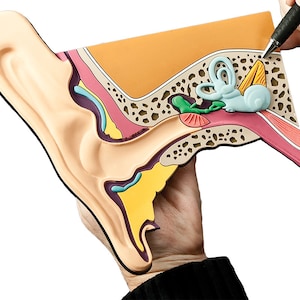 Ear Mat Model for Audiologist and Students of Audiology