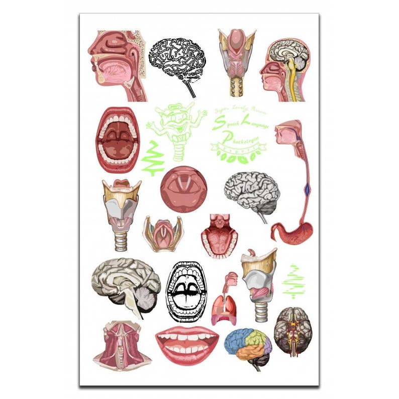 以下が含まれることがあります： 人間の喉、口、脳、その他の関連臓器の詳細なイラストが描かれた解剖学ポスター。ポスターには、さまざまな色のラベル付き図があり、緑色で「Speech Language Pathology」という言葉が書かれています。