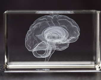 3D Laser Etched Human Brain, Anatomical Model Paperweight, Crystal ...