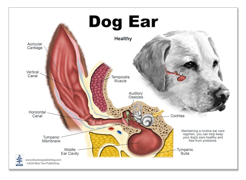 Dogs Ear Split Dog Ear Anatomy, Chart, Clipboard, for Veterinarians and Students - Etsy
