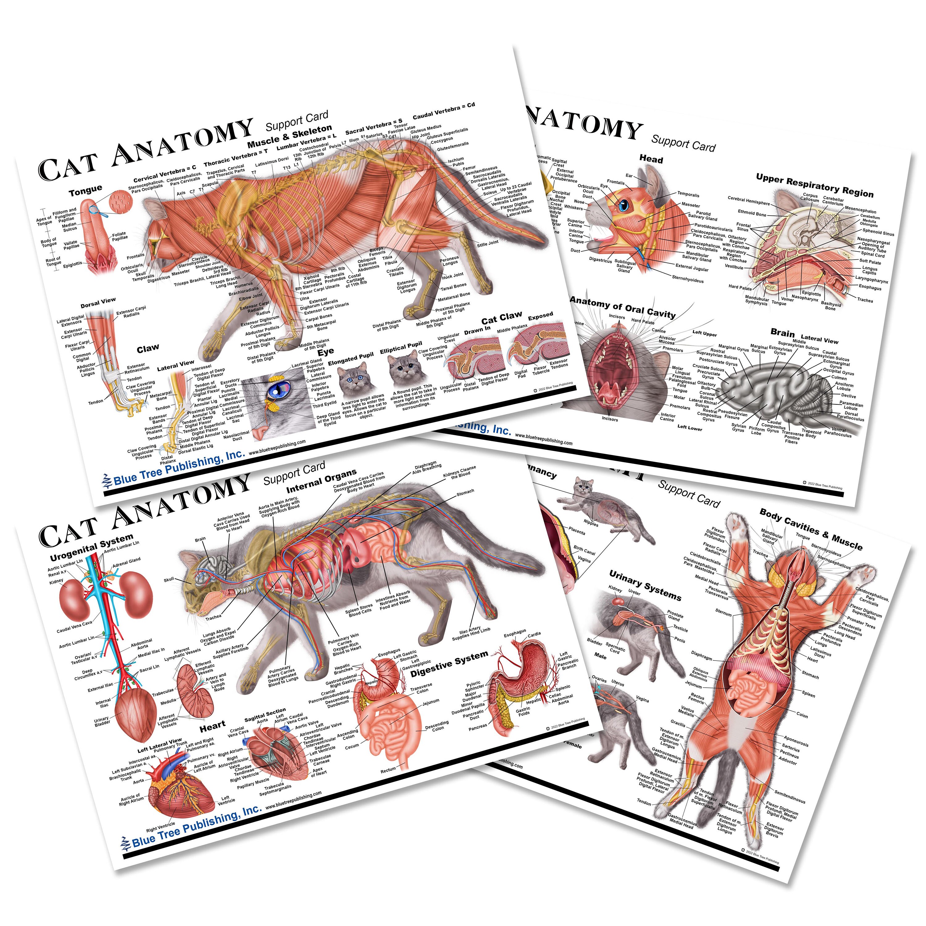 Cat Anatomy Charts Etsy