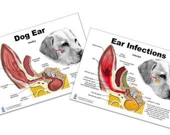Dog Ear Anatomy, chart, clipboard, for Veterinarians and Students