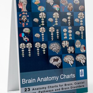 Brain Anatomy Flip Charts standing