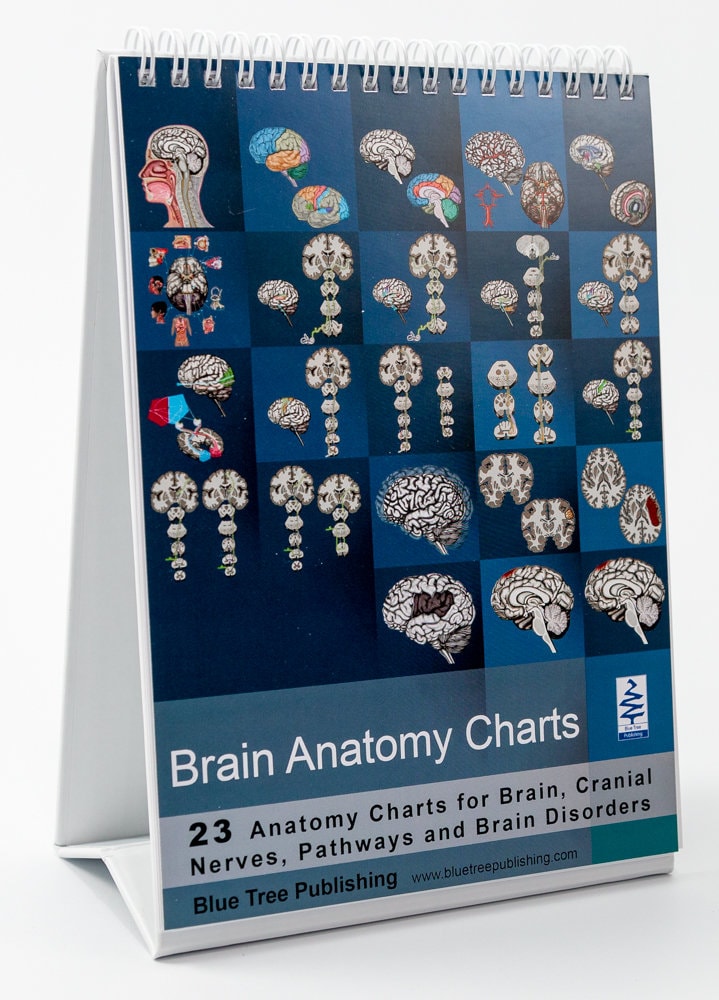 Brain Webchart Brain Anatomy Flip Charts for Study of Neurology, Cranial Nerves ...