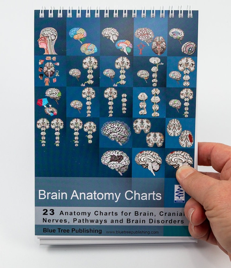 Brain Anatomy Flip Charts Etsy