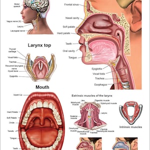Larynx Anatomical Chart