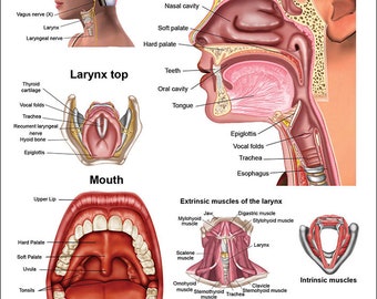 Larynx Anatomical Chart