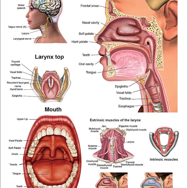 Larynx Anatomical Chart
