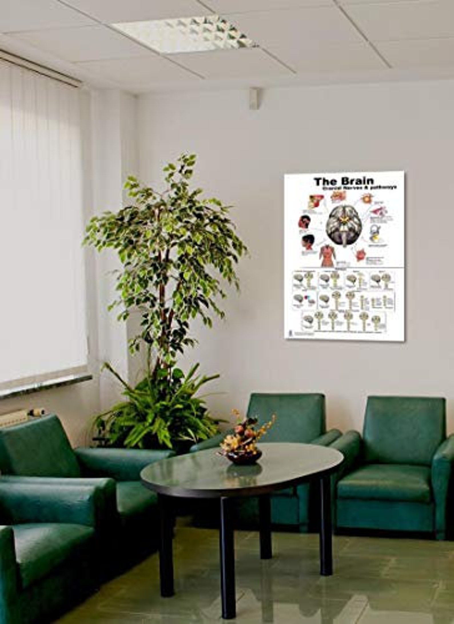 Blue Tree Publishing the Brain Poster 24x36inch, Waterproof, Cranial ...