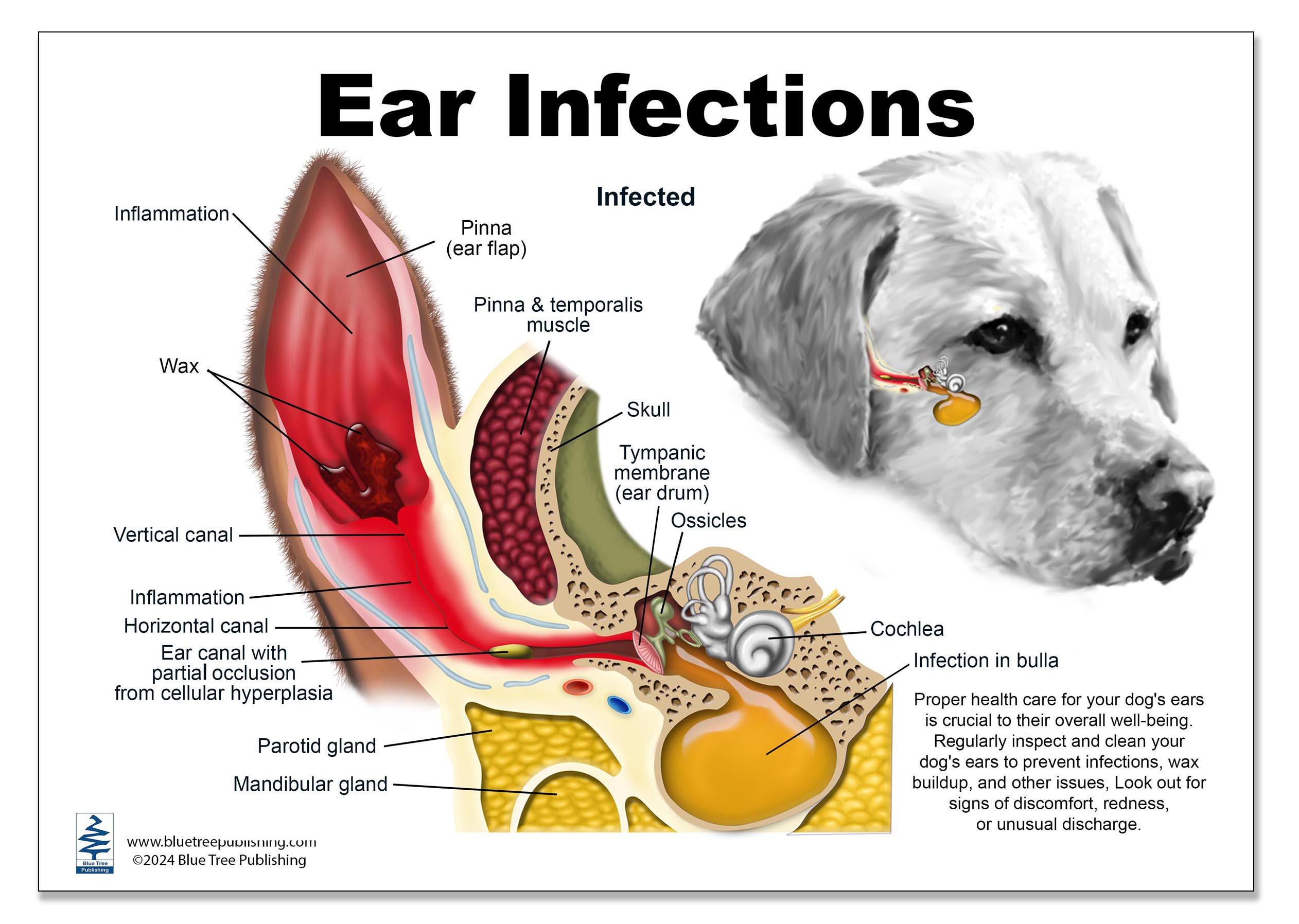 Dog Ear Anatomy Chart Clipboard For Veterinarians And Students Etsy Dog ear anatomy chart clipboard for veterinarians and students etsy