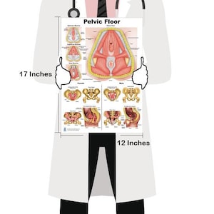 May include: A color anatomical chart of the pelvic floor muscles, measuring 17 inches by 12 inches. The chart shows the muscles of the pelvic floor in both male and female anatomy.