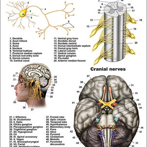 Nervous System Anatomical Chart