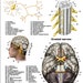 Nervous System Anatomical Chart - Etsy