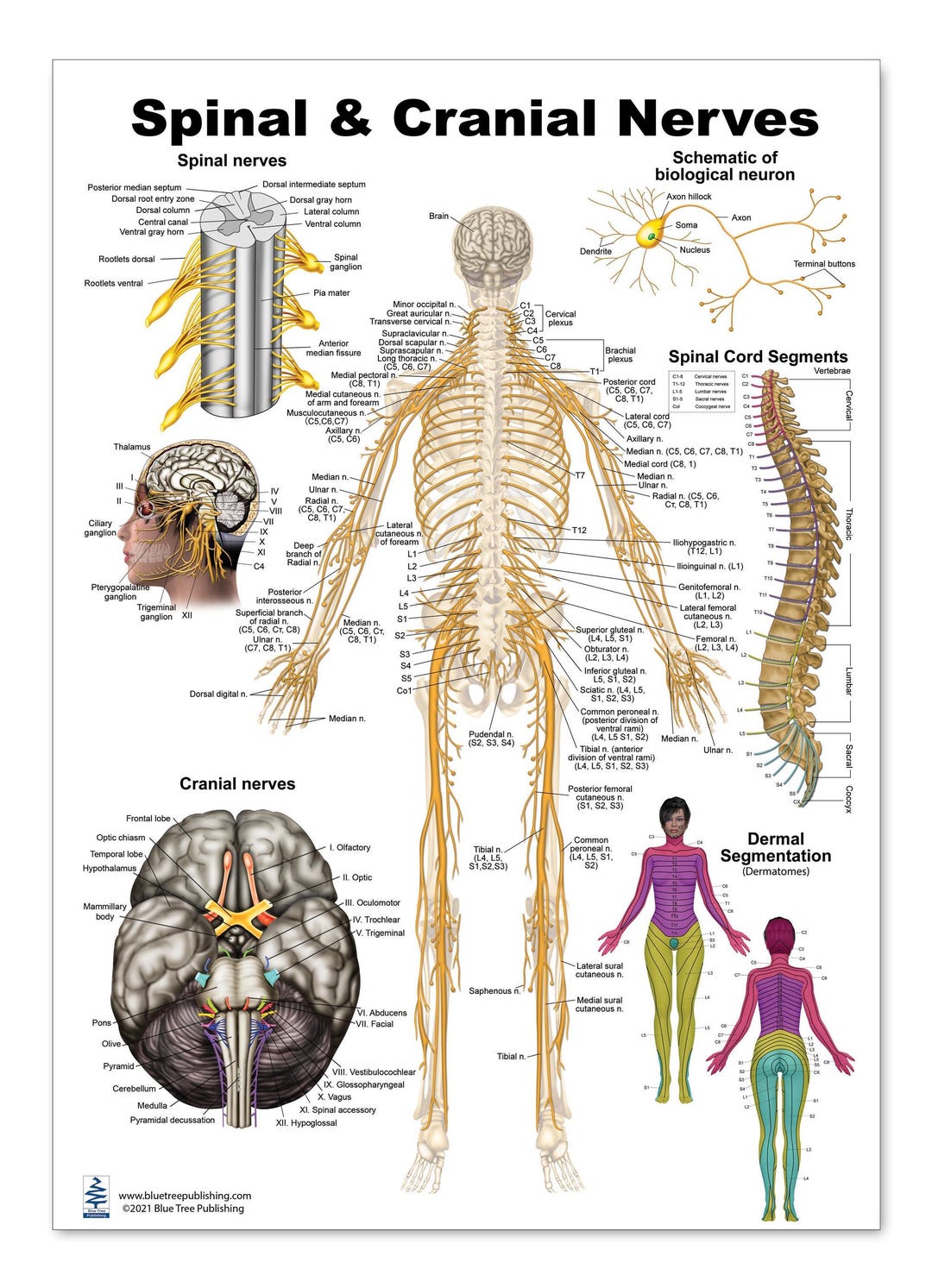 Nervous System Anatomical Chart, Wall Chart, Clipboard, Variety