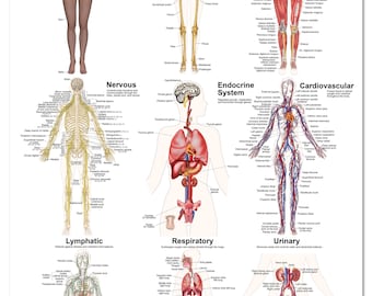 Human Body Systems Poster, Muscular, Nervous, Circulatory, Lymphatic, Endocrine and more, size variety.