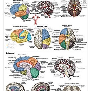 May include: A detailed anatomical illustration of the human brain, showing both external and internal views. The brain is labeled with various parts and functions, including the cortex, cerebellum, and brainstem. The illustration is in a colorful style with a white background.