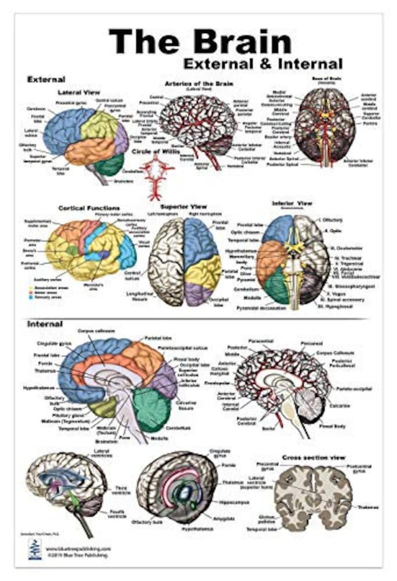 The Brain Poster 24x36inch, External & Internal Structures - Etsy