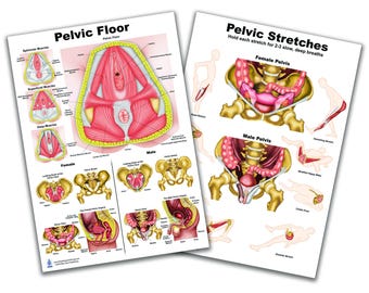 Pelvic Floor and Stretches Chart set 12*17-inch, waterproof