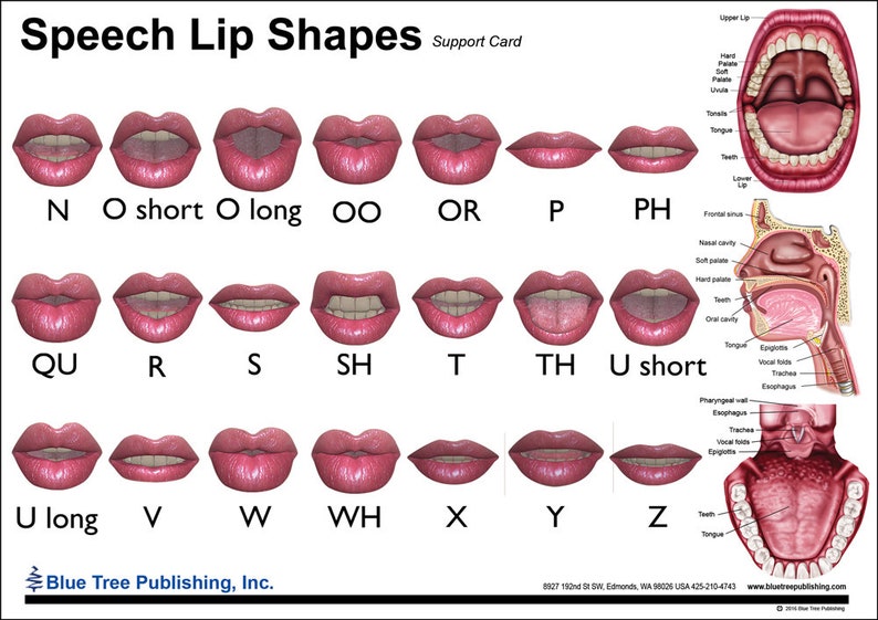Speech Lip Shapes Anatomical Chart Etsy