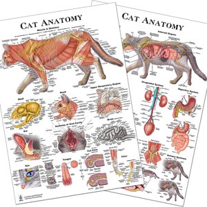 Cat Veterinary Anatomy Charts and Posters, Anatomy &amp; Veterinary ...