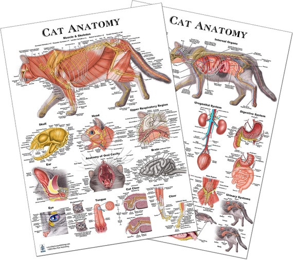 Cat Anatomy Set, Clipboard, Pocket Chart, Notepad, Anatomy