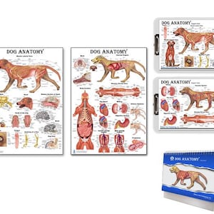 Dog Anatomy Set, Flipbook, Clipboard, Anatomy & Veterinary