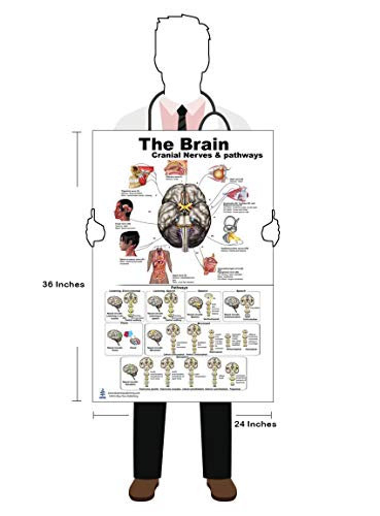Blue Tree Publishing the Brain Poster 24x36inch, Waterproof, Cranial ...