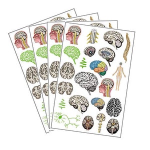 May include: A set of 3 sheets of stickers featuring colorful illustrations of the human brain and nervous system. The stickers are perfect for adding a touch of science to your planner, laptop, or water bottle.