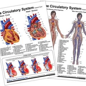 Circulatory and Heart Anatomical Chart
