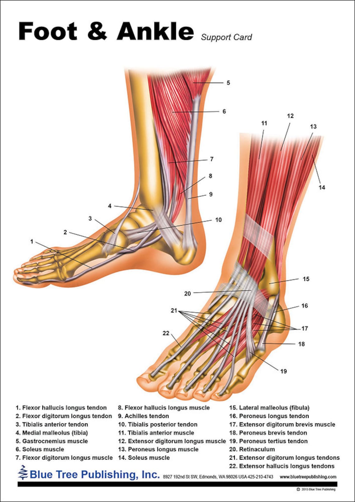 Foot and Ankle Anatomical Chart Etsy