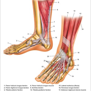 Foot and Ankle Anatomical Chart