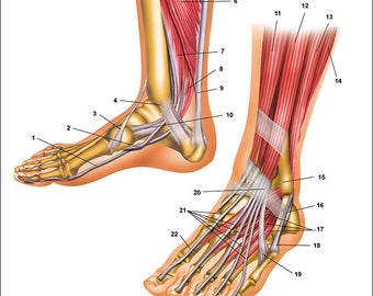 Foot and Ankle Anatomical Chart