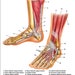 Foot and Ankle Anatomical Chart - Etsy