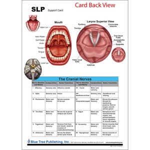 以下が含まれることがあります： 「Card Back View」と題された詳細な解剖学的チャート。口、喉頭、脳神経のイラストが描かれています。口と喉頭の詳細な図と、脳神経とその機能を示す表が含まれています。