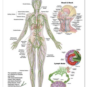 May include: Anatomy diagram of the lymphatic system, showing the human body with labeled nodes and vessels. Includes detailed illustrations of lymph nodes and related structures, with text describing the system's function.