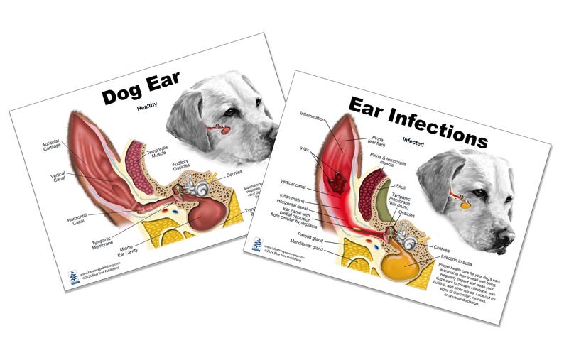 Dog Anatomy Healthy Chart, A4 Size, Double Sides, Laminated, Dry-erase ...