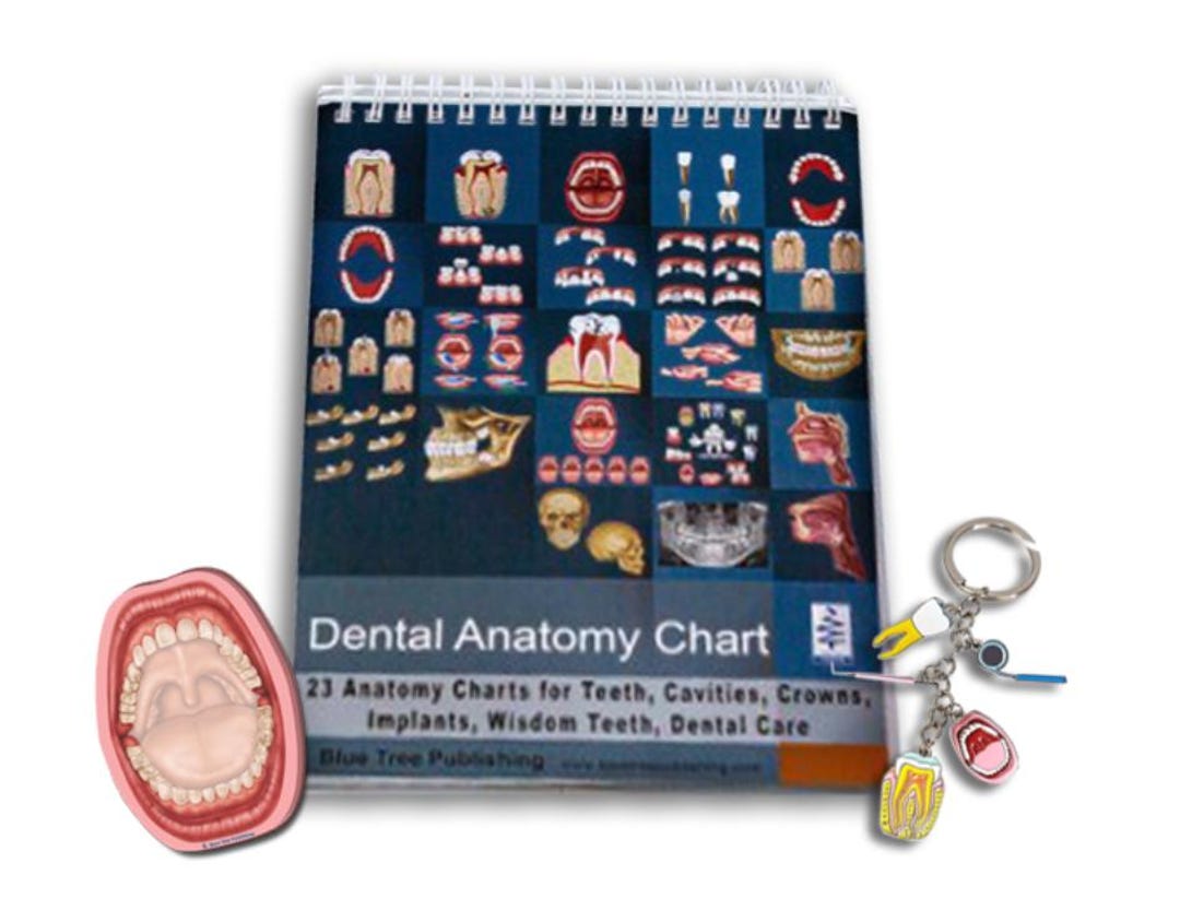 Dental Anatomy Flip Chart, Mouth Model, and Keychain for Dentist