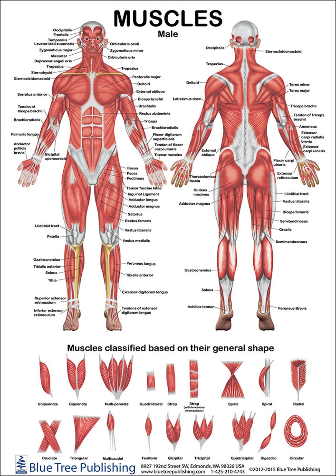 Muscles Female and Male Two View Anatomical Chart - Etsy
