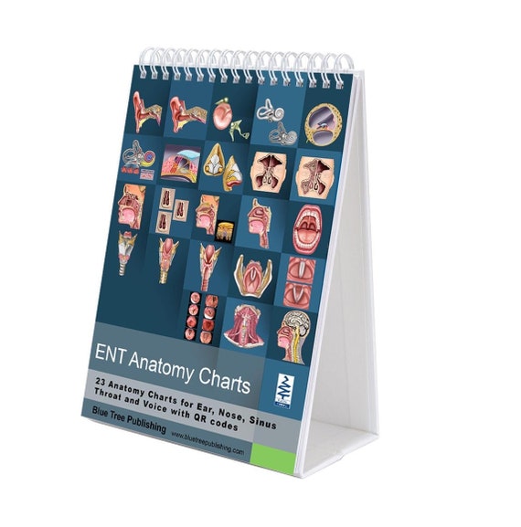 ENT Anatomy Flip Charts, Otolaryngologist Anatomy, Ear, Nose