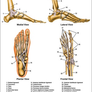 Foot and Ankle Anatomical Chart - Etsy