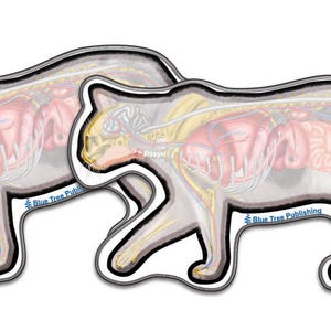 May include: Two anatomical illustrations of a cat, showing the internal organs and skeletal system. The illustrations are in a cartoon style and are outlined in black.