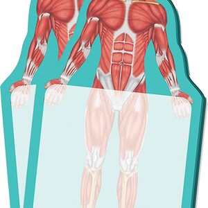 Muscle Sticky Note