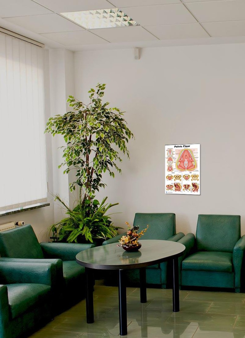 May include: A green waiting room with three chairs and a table. A poster on the wall shows a diagram of the pelvic floor.