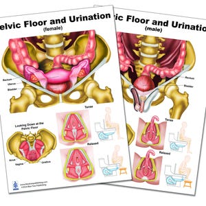 Pelvic Floor and Urination Charts A4 size