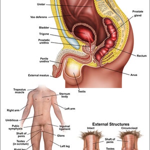 Male Reproductive Anatomical Chart
