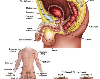 Male Reproductive Anatomical Chart