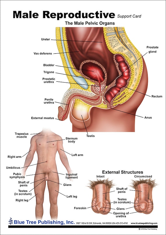 Male Reproductive Anatomical Chart - Etsy.de